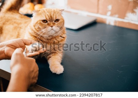 Expert hands at work, A woman meticulously trims the nails of a Scottish Fold and an orange cat, underscoring the significance of proper cat nail care and hygiene.