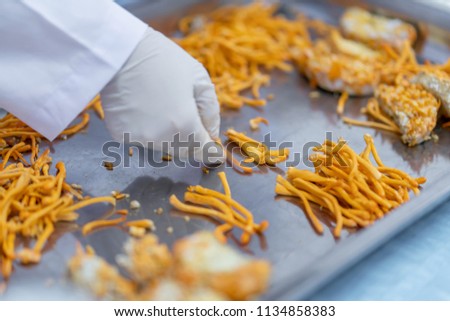 expert scientist test and develop golden yellow cordyceps in laboratory with care and concentrate health ideas concept