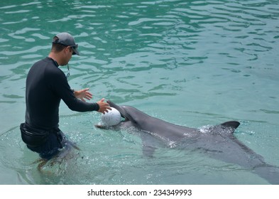 dolphin imaging training jobs