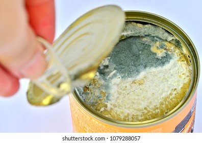 Expired can food with Fungus and Mold