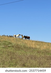 Explaining the herd dynamics to the young one.
