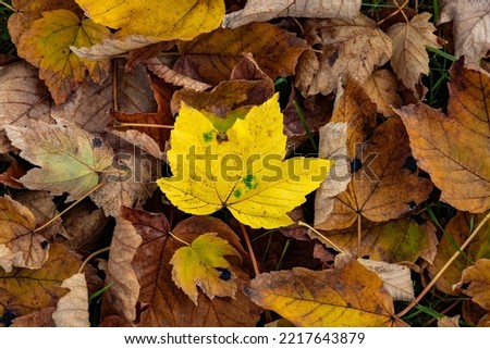 Explicit yellow leaf on the ground in in autumn.