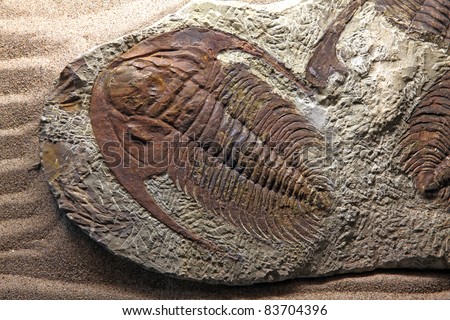 exploration of trilobite beetle fossil embedded in stone Rock