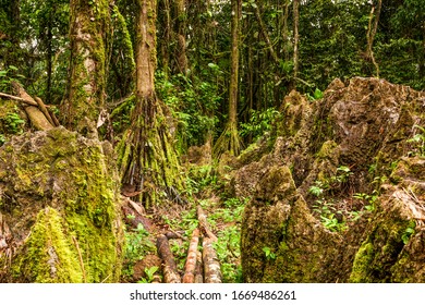 Explore the captivating boulder labyrinth nestled within the lush and mysterious Amazon jungle of South America,an enchanting adventure awaiting your discovery.
