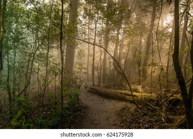 Explore the forest, beautiful light background.