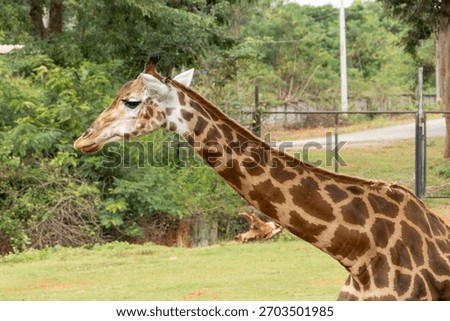 Explore intriguing feeding behavior of a giraffe in a wildlife park.