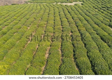 Explore lush tea fields, showcasing nature's beauty in a serene rural setting. Perfect for projects needing a touch of tranquility and natural aesthetics.