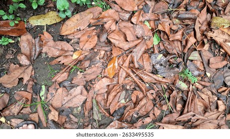 Explore the natural texture of dry and dead leaves piled on the ground, a classic scene of autumn with brown leaf litter covering the forest floor