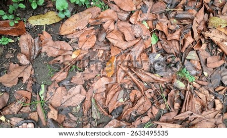 Explore the natural texture of dry and dead leaves piled on the ground, a classic scene of autumn with brown leaf litter covering the forest floor