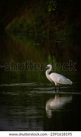 Explore nature's grace with my lens: a little egret's delicate dance in shallow waters. Capture tranquility, connect with avian beauty, and infuse elegance into your projects.