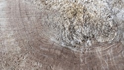 Explore The Raw Beauty Of Nature With This Striking Image Featuring The Texture Of A Freshly-cut Tree Trunk. The Rugged Surface Bears Witness To The Passage Of Time, With Rough Edges