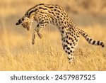 Explore the savannah with the majestic serval, a wild feline known for its spotted coat and agile hunting skills. An iconic symbol of African wildlife conservation