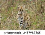 Explore the savannah with the majestic serval, a wild feline known for its spotted coat and agile hunting skills. An iconic symbol of African wildlife conservation