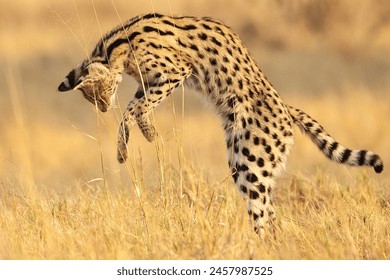 Explore the savannah with the majestic serval, a wild feline known for its spotted coat and agile hunting skills. An iconic symbol of African wildlife conservation - Powered by Shutterstock