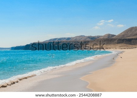 Explore the serene turtle beach in Oman where golden sand meets clear blue waters under a sunny sky