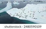 Explore wildlife in Antarctica. Seals colony rest on ice floe in South Pole. Sea leopard animals sleep on snow covered iceberg drifting polar ocean. Travel, wild untouched nature. Aerial drone shot
