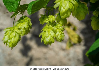 Explore the world of brewing and learn about hops, wort, phenols and more. Learn how essential oils and flavonoids are used in baked goods and confectionery products.
