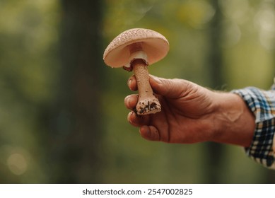 Exploring the autumn forest, a mycologist carefully holds a wild mushroom, surrounded by vibrant fall colors, searching for fungi. Close-up details of stem, cap, and gills showcase nature's beauty - Powered by Shutterstock