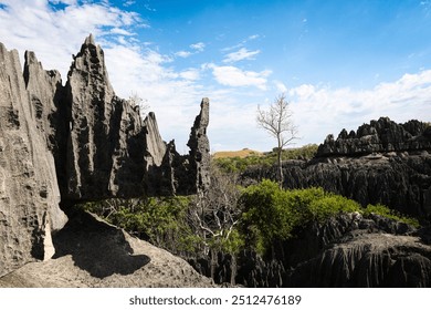 Exploring the dramatic limestone formations and unique flora of Tsingy de Bemaraha National Park in Madagascar during a sunny afternoon