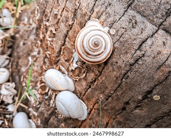  "Exploring the Fascinating World of Snails: Close-Up of a Snail on Tree Bark" - Powered by Shutterstock