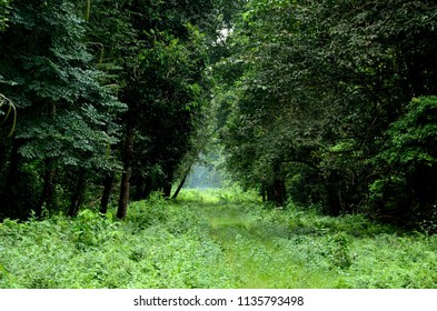 44 Gorumara Forest Images, Stock Photos & Vectors 