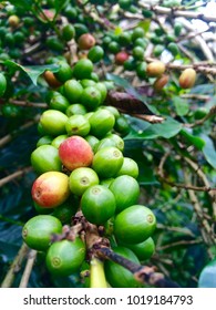 Exploring The Growth Of Sumatra Coffee