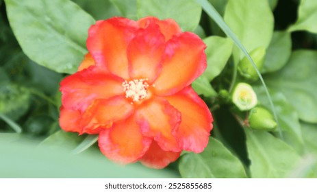 Exploring the Intricate Beauty and Symbolism of Radiant Orange Flowers in Lush Greenery - Powered by Shutterstock