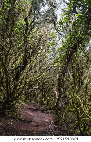 Similar – Foto Bild Bewachsener Waldweg Bäume