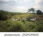 Exploring a Lush, Verdant Streambed with Power Lines in the Distance: A Serene Landscape, Wildflowers, and Tranquility