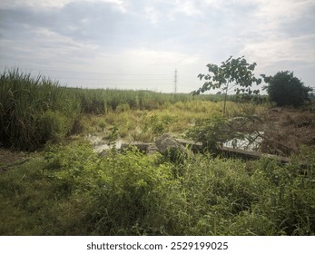 Exploring a Lush, Verdant Streambed with Power Lines in the Distance: A Serene Landscape, Wildflowers, and Tranquility - Powered by Shutterstock