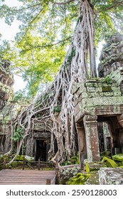 Exploring the Ta Prohm Temple in Siem Reap, Cambodia