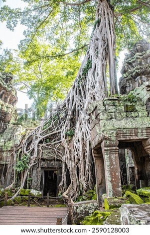 Exploring the Ta Prohm Temple in Siem Reap, Cambodia