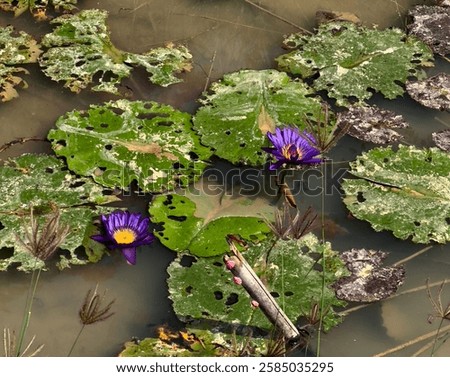 Exploring the temples at Oudong, north of Phnom Penh, in Cambodia - a beautiful and tranquil place. You observe multiple beautiful lotus blossoms. The photo focus is on the blue - purple blossoms