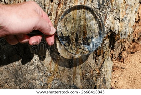 Exploring the textures of tree bark with a magnifying glass, highlighting shimmering golden resin drops. Theme of environmental research, nature observation, and organic resource study.