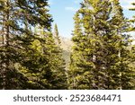 Exploring a tranquil forest pathway with towering evergreen trees on a sunny day in the mountains of Colorado