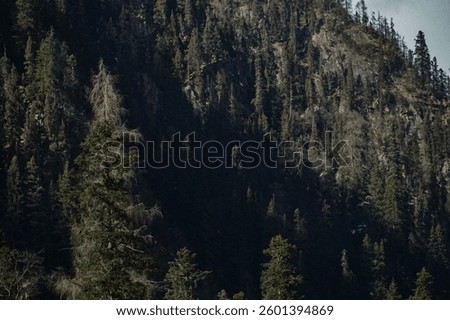 Exploring tranquil mountain forests high altitudes nature photography serene environment scenic viewpoint wilderness exploration