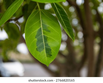 Exploring unique leaf patterns and discoloration in nature reveals fascinating botanical details.