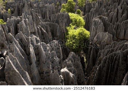 Exploring the unique rock formations and lush greenery in Tsingy de Bemaraha National Park, Madagascar during midday sunlight