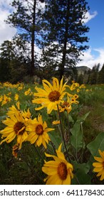 Exploring Washington State, Mad River Valley