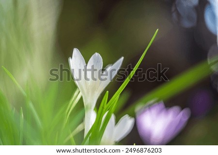 Similar – Image, Stock Photo tropical flow Flower Plant