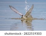 Explosive action shot of Whiskered Tern emerging from water splash with caught fish in beak, dynamic wings spread vertically during hunting dive