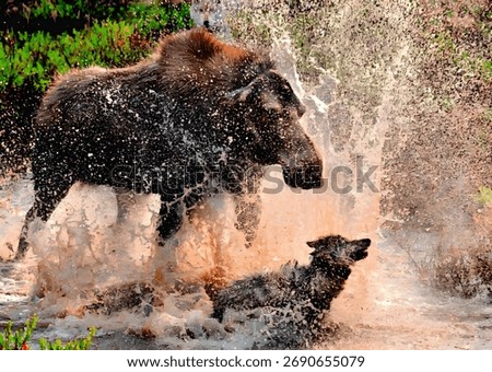 Explosive river encounter as a towering moose thunders through sunlit spray, squaring off against a lunging wolf; power, peril, and raw wilderness energy frozen mid-splash in a dramatic