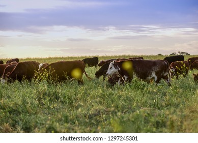 Export steers, fed with natural grass,Pampas,Argentina