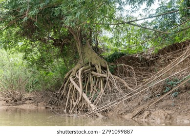 Exposed, complex root system of an old tree anchoring a lush green bank alongside calm, rippling river water.