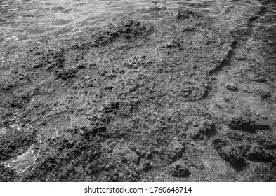 Exposed Coral Reef  Low Tide View Of A Live Coral Reef In Black And White For Use As A Marine Biology Textbook Photograph Or Ad Background.