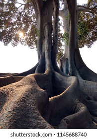 Exposed Giant Tree Roots From Magnolia Trees In A Rainforest