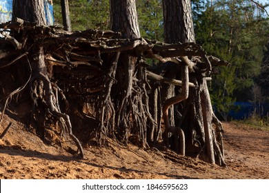 Exposed Pine Roots On A Sandy Shore In Sunny Weather. Landscape Of The Leningrad Region. Beautiful Strong Tree Roots.