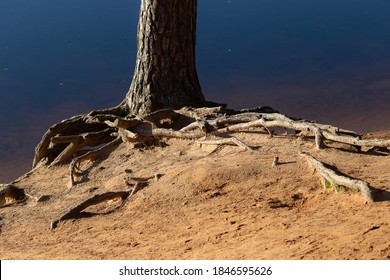 Exposed Pine Roots On A Sandy Shore In Sunny Weather. Landscape Of The Leningrad Region. Beautiful Strong Tree Roots.