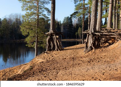 Exposed Pine Roots On A Sandy Shore In Sunny Weather. Landscape Of The Leningrad Region. Beautiful Strong Tree Roots.