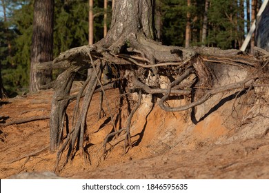 Exposed Pine Roots On A Sandy Shore In Sunny Weather. Landscape Of The Leningrad Region. Beautiful Strong Tree Roots.